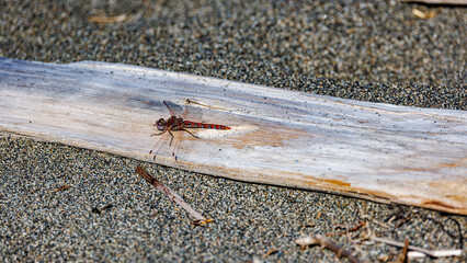 Red dragonfly on beach wood