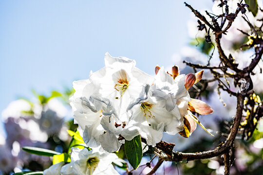 Bright white magnolias in spring