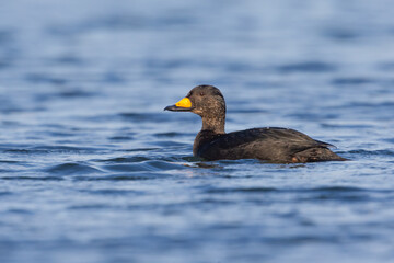 Black Scoter