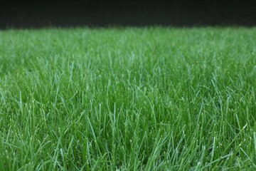Fresh green grass growing outdoors on summer day