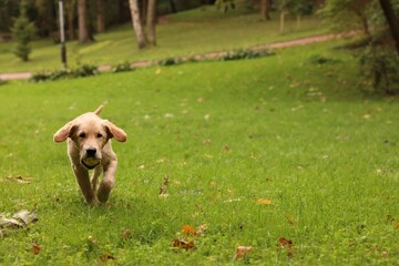 Cute Labrador Retriever puppy with ball running on green grass in park, space for text