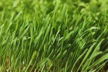Fototapeta na wymiar Growing microgreen. Fresh wheat sprouts as background, closeup