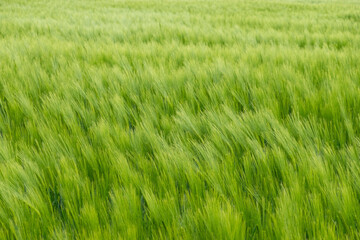 harmonious green wheat field