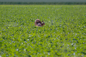 two fighting brown hares in the field