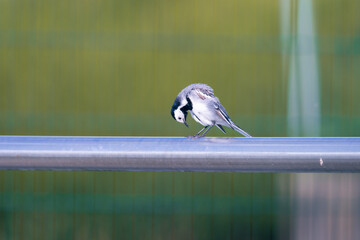 A wagtail (Motacilla alba) on a metal pipe