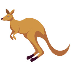 australia animal kangaroo