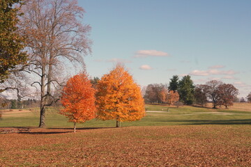 Two Orange Maple Trees Side by Side in Fall with Blue Sky and Green Grass