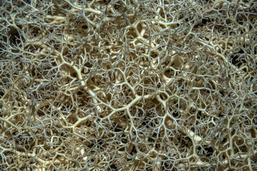 Solid coral details, macro shot. Closeup photo of coral reef underwater life perfect for texture,...
