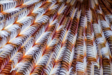 macro shot of colored coral. Close-up photo of the underwater life of a coral reef, perfect for a texture or screensaver.