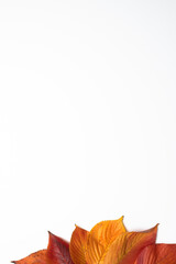 落ち葉の写真フレーム