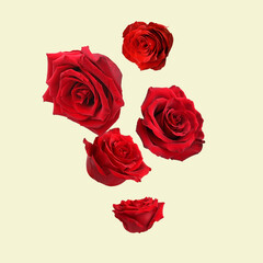 Beautiful red roses falling on beige background