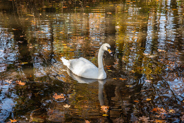 A swan in the lake 