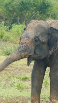 Wild indian elephant raises the trunk. Vertical video