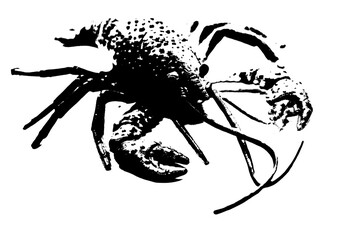 silhouette of lobster shrimp isolated on white background, invertebrate animal