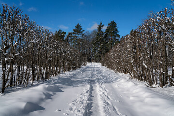 View of the snow-covered alley in the Alexander Park of Tsarskoye Selo on a sunny winter day,...