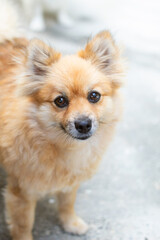Obraz premium pomeranian dog portrait tender eyes adorable