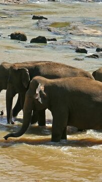 Elephants in the tropical river - Sri Lanka. Vertical video