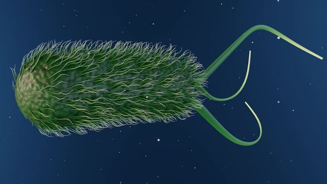 A 3D animation of Escherichia coli, commonly known as E. coli, illustrates its role as a bacterium typically found in the lower intestine of warm-blooded organisms