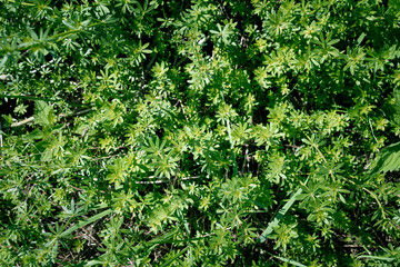 Lush green shrub
