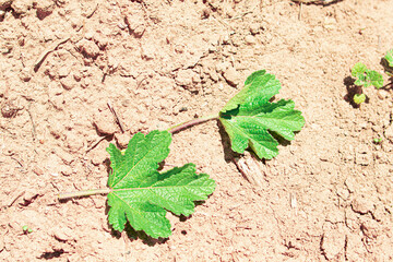 green leaves on the ground