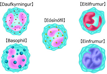 白血球　種類　イラスト　アイスランド語