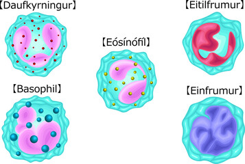 白血球　種類　イラスト　アイスランド語