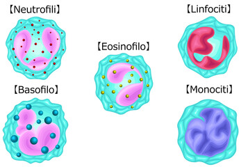 白血球　種類　イラスト　イタリア語