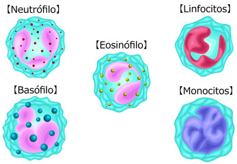 白血球　種類　イラスト　スペイン語