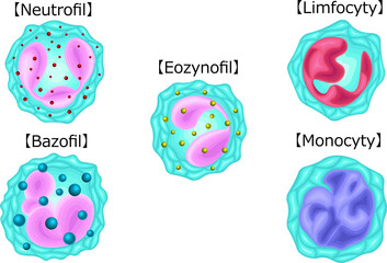 白血球　種類　イラスト　ポーランド語