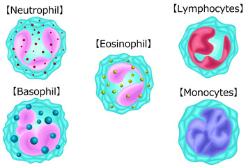 白血球　種類　イラスト　ラテン語