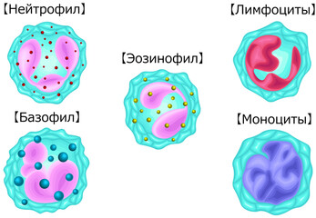 白血球　種類　イラスト　ロシア語