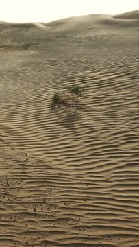 Sand blowing over sand dunes in wind, Sahara desert. Vertical video