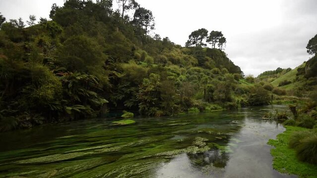 The Waihou River at Blue Spring in the Waikato region of New Zealand. Crystal clear water, and lush green water weed.