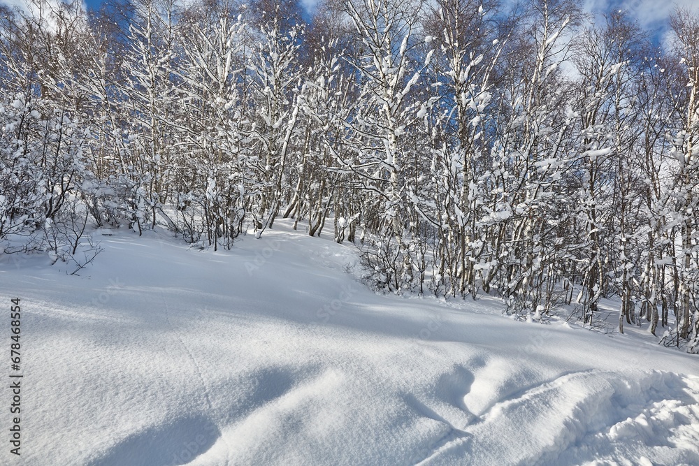 Wall mural winter snowy landscape