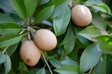 Raw sapota or sapodilla fruits on tree