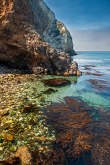 Colorful water and kelp at Catalina Island CA