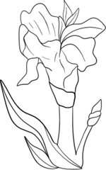 flower hand drawn