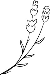 flower hand drawn
