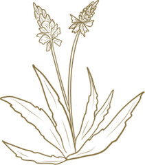 tropical leaf hand drawn