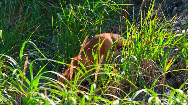 Red fox in grass. Clip. Red fox runs along stone slope with green grass. Shooting wildlife with red fox and tall green grass