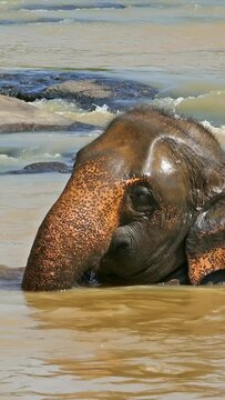 Elephants is bathing in the tropical river in Sri Lanka. Vertical video