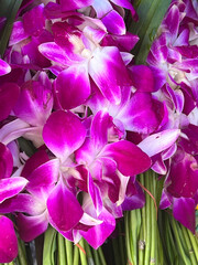 beautiful pink orchid flower in market