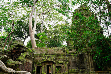 Ta Phrom - Iconic 12th century Angkor Khmer Temple with Tree roots intertwined with the temple structure, famous for Tomb Raider movie featuring Angeline Jolie at Siem Reap, Cambodia, Asia