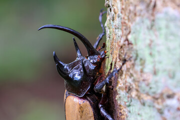 selective focus the head of a large black five-horned beetle perched on a tree During the winter in...