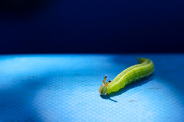 Select focus on a close-up of a light green worm.