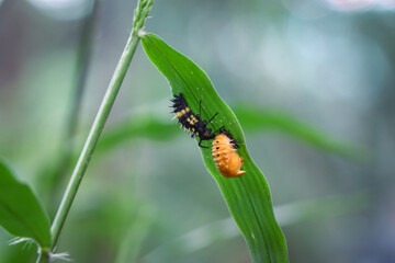 Select focus A strange and beautiful yellow and black insect on a bamboo leaf. Different species of insects live together.