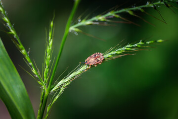 Select focus Stink Bugs, insects on green grass beautiful shape