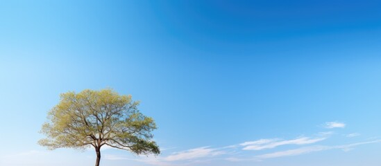 Blue sky backdrop with a tree
