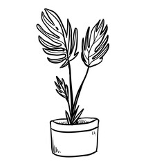 house plant hand drawn