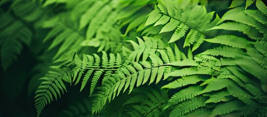 Green fern plant backdrop with muted tones